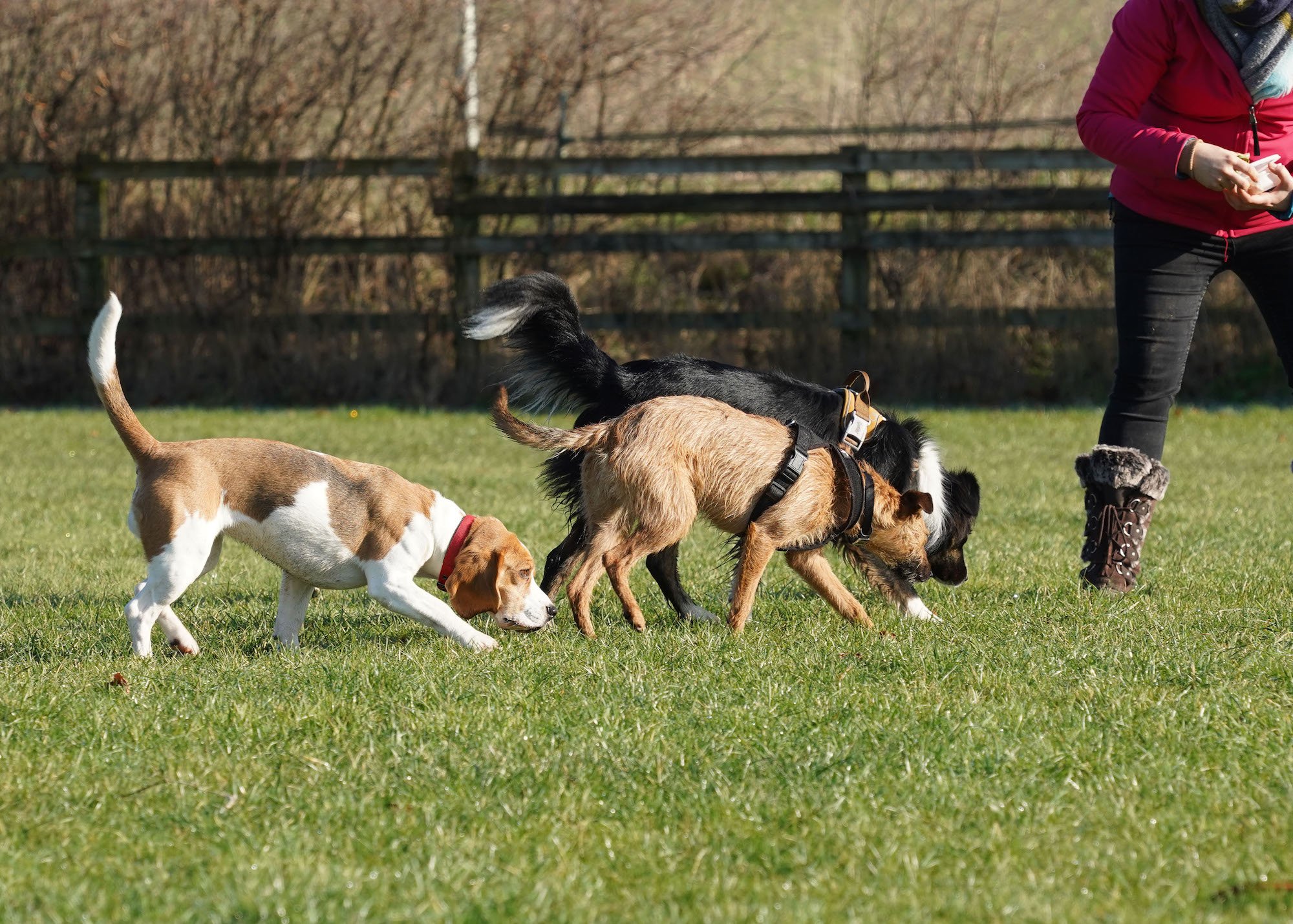 Dog focus training 2025